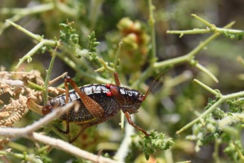 Poecilimon hamatus